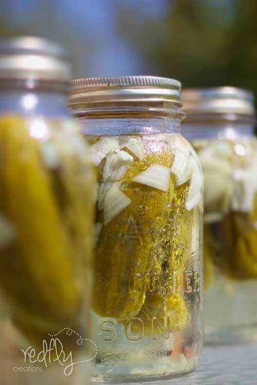 Recipe for Homemade Refrigerator Dill Pickles - Easy and economical, Refrigerator Dill Pickles are tangy, zesty and crispy. No one will believe you made them yourself!